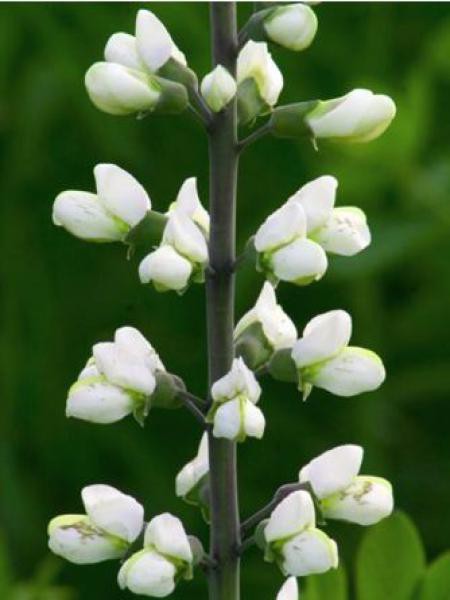 Baptisia australis alba